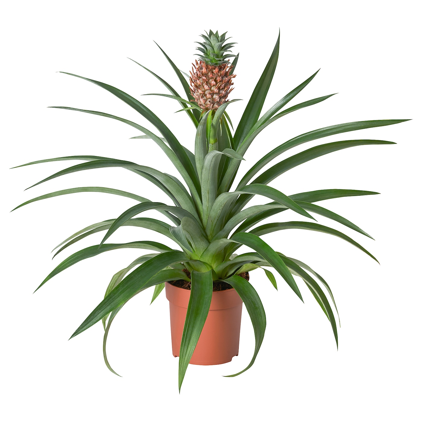 ANANAS 