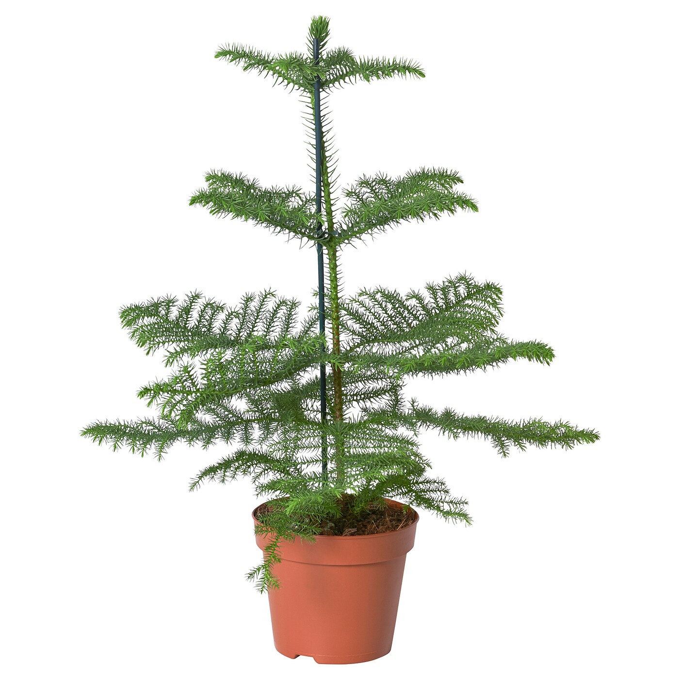 ARAUCARIA 