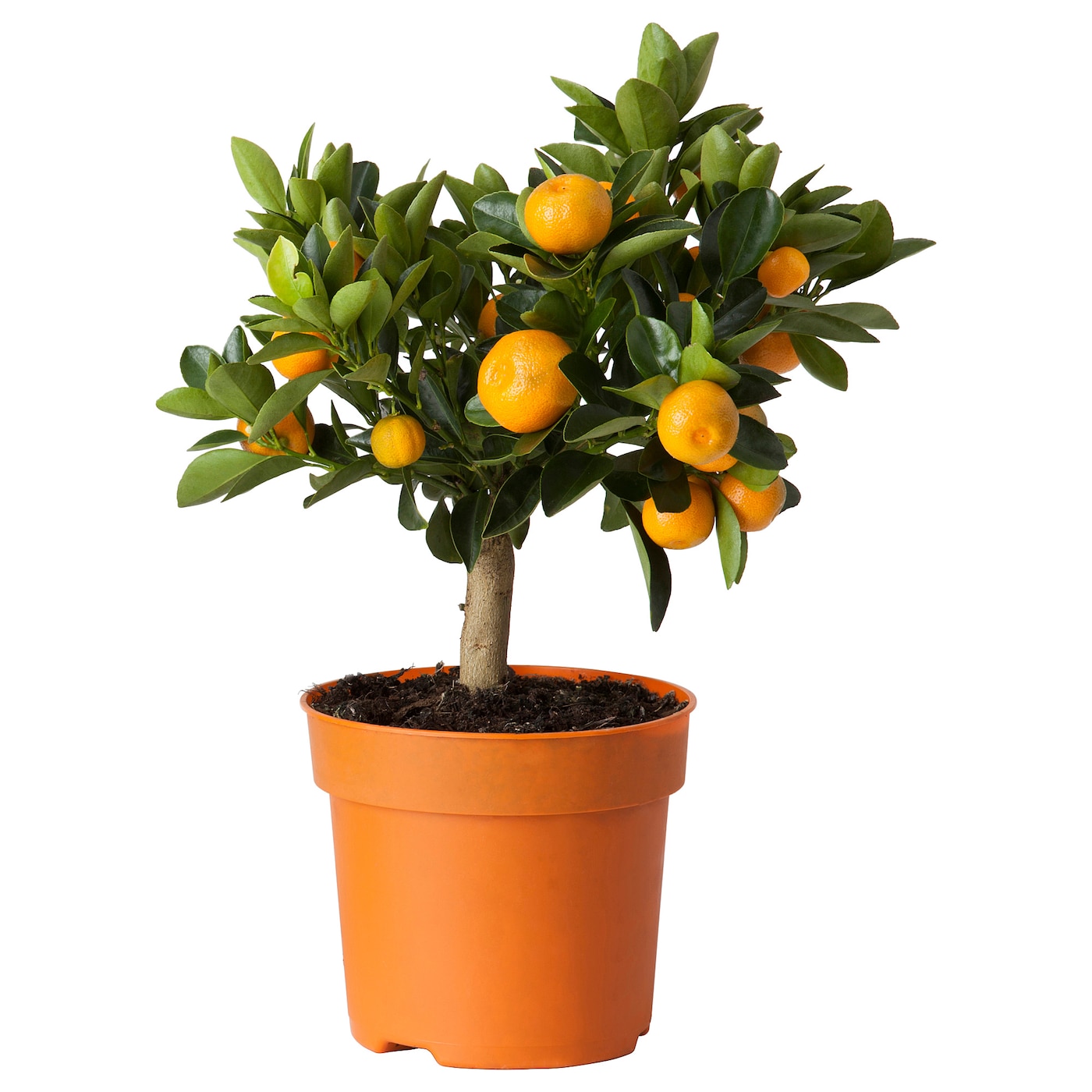 CITRUS 