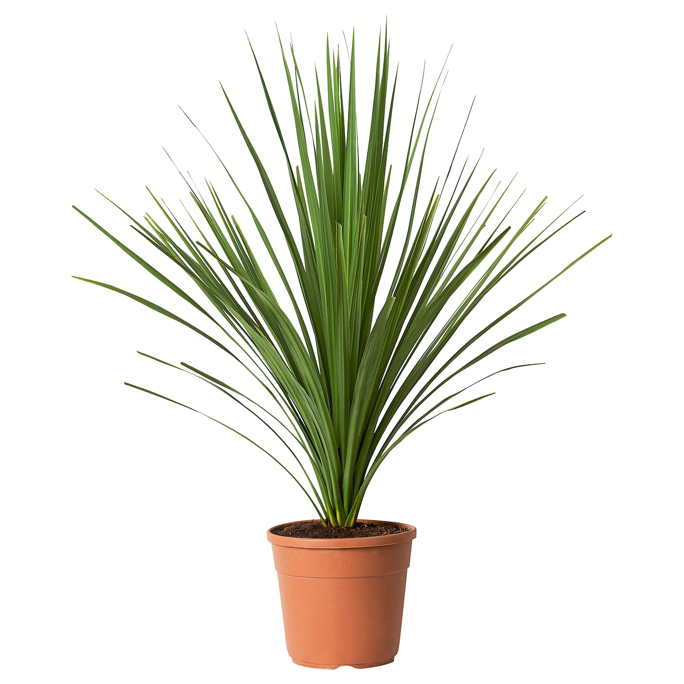 CORDYLINE INDIVISA 