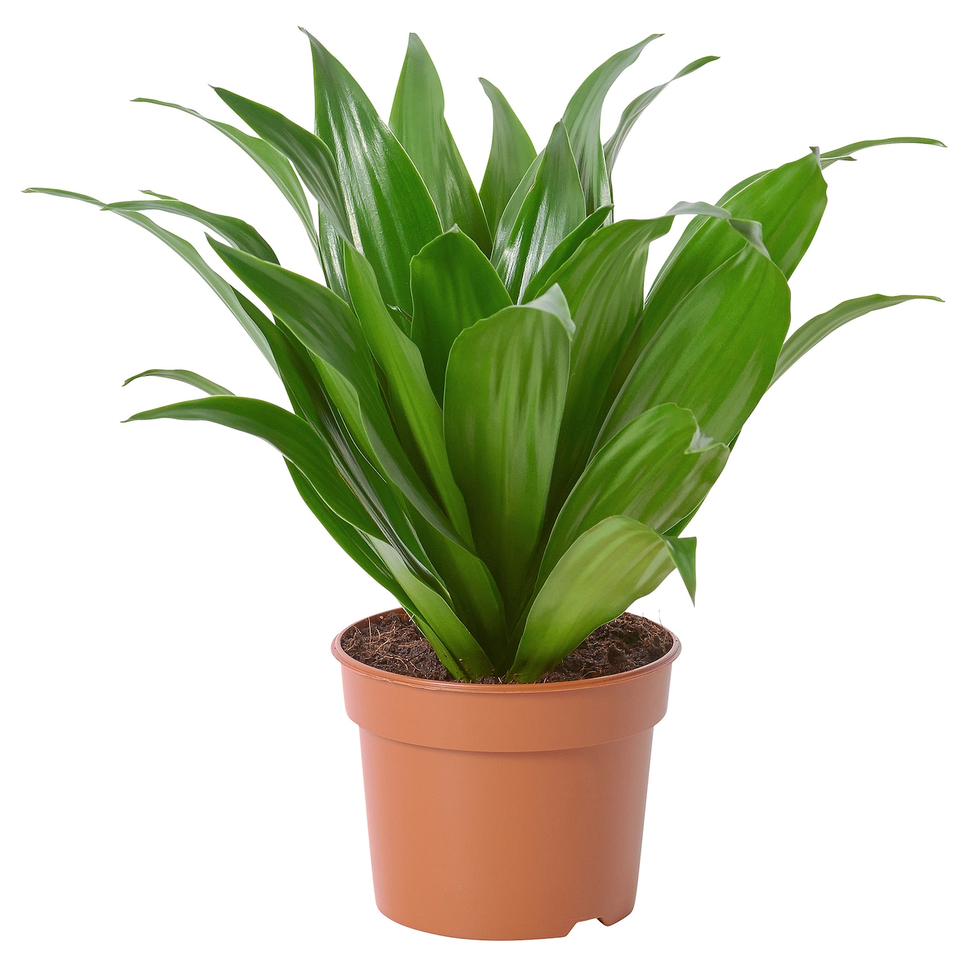 DRACAENA FRAGRANS 'COMPACTA'