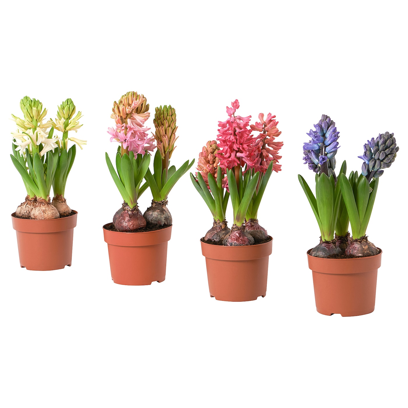 HYACINTHUS 