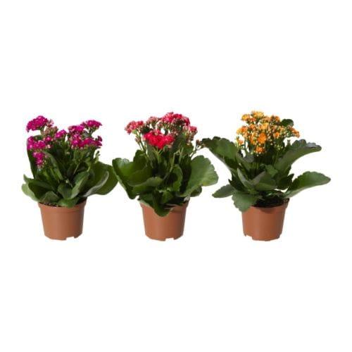 KALANCHOE