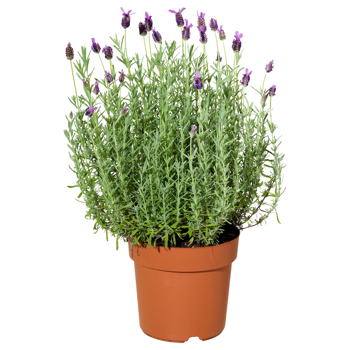 LAVANDULA 