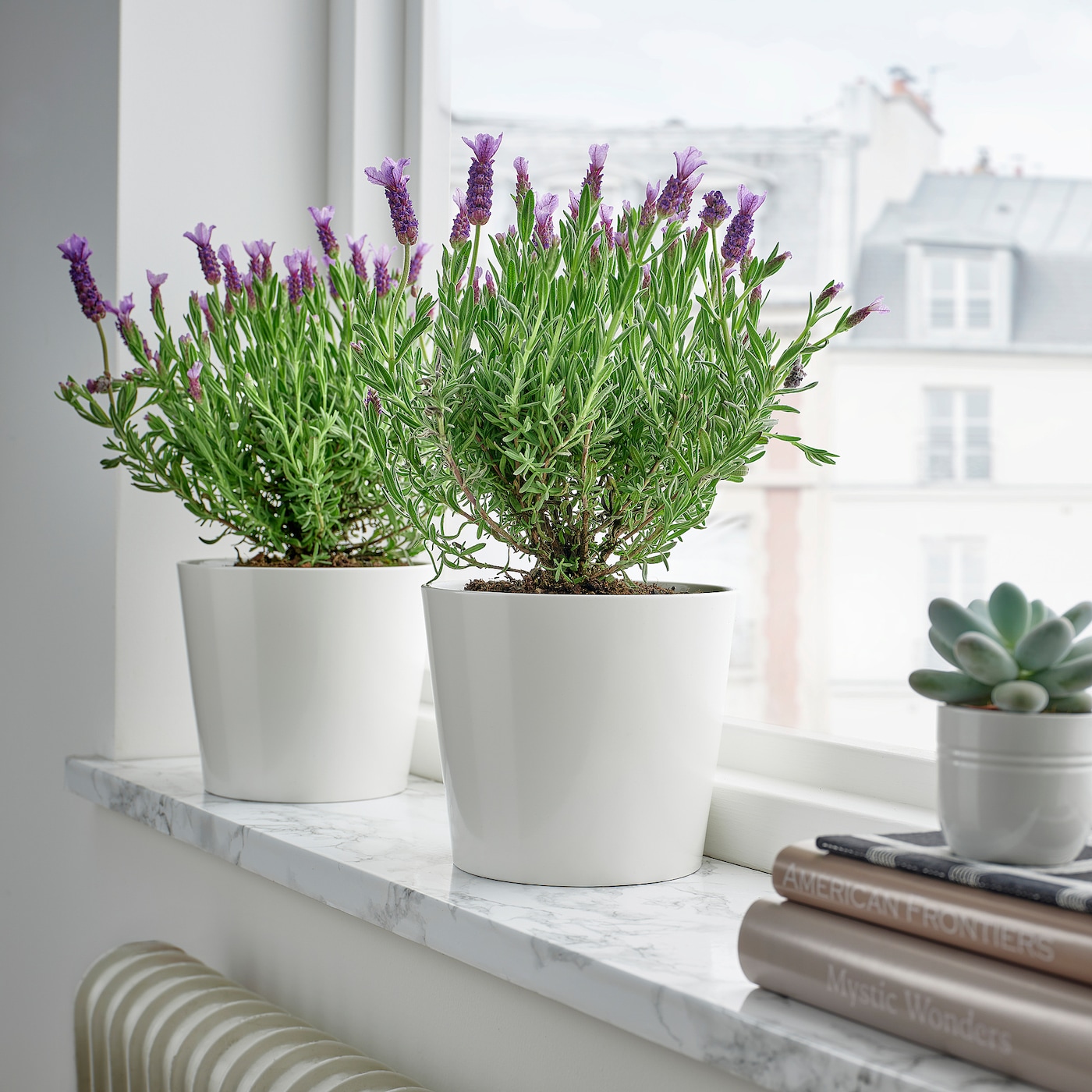LAVANDULA 