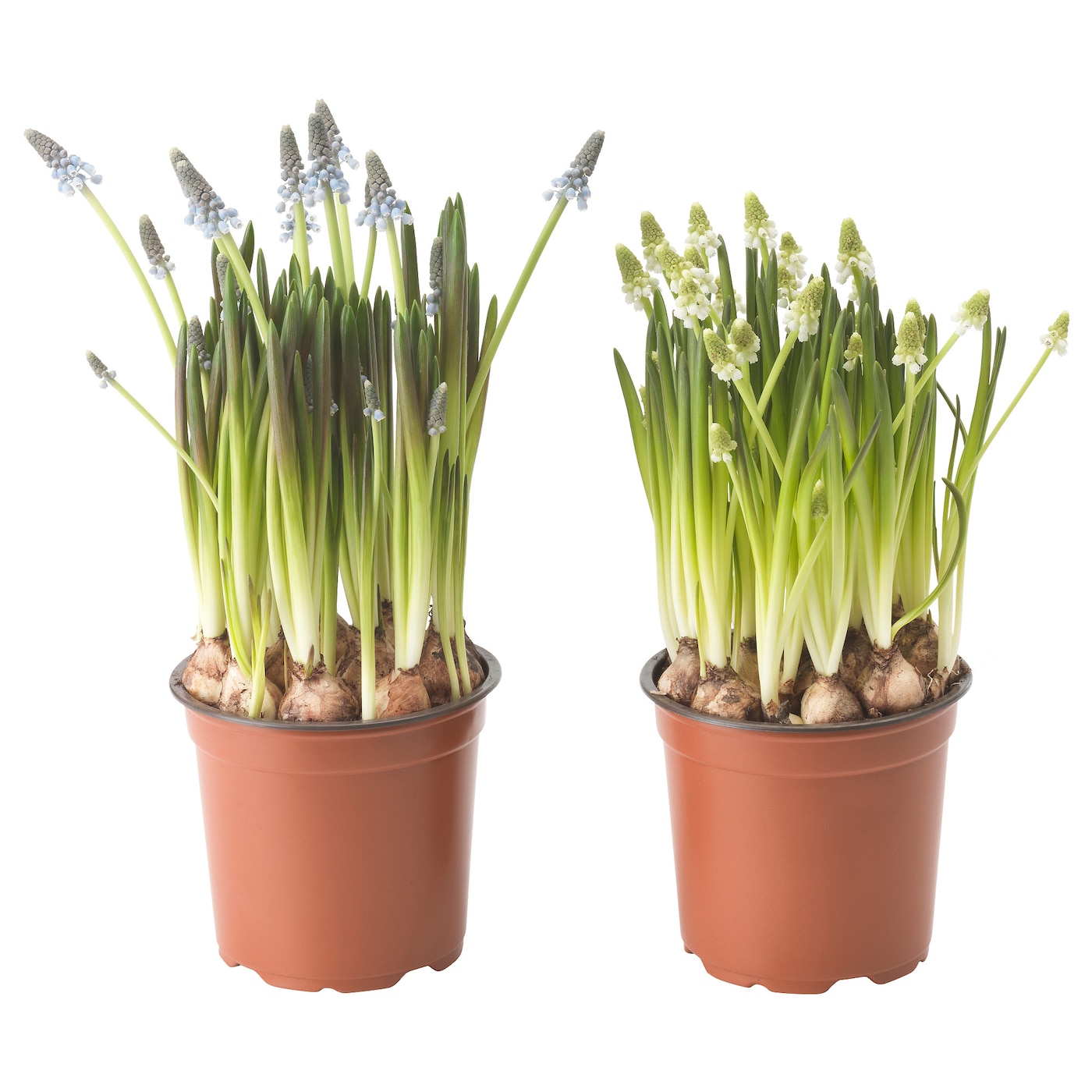 MUSCARI 