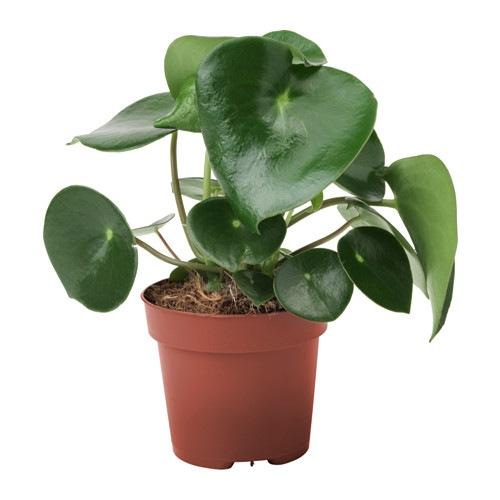 PEPEROMIA POLYBOTRYA