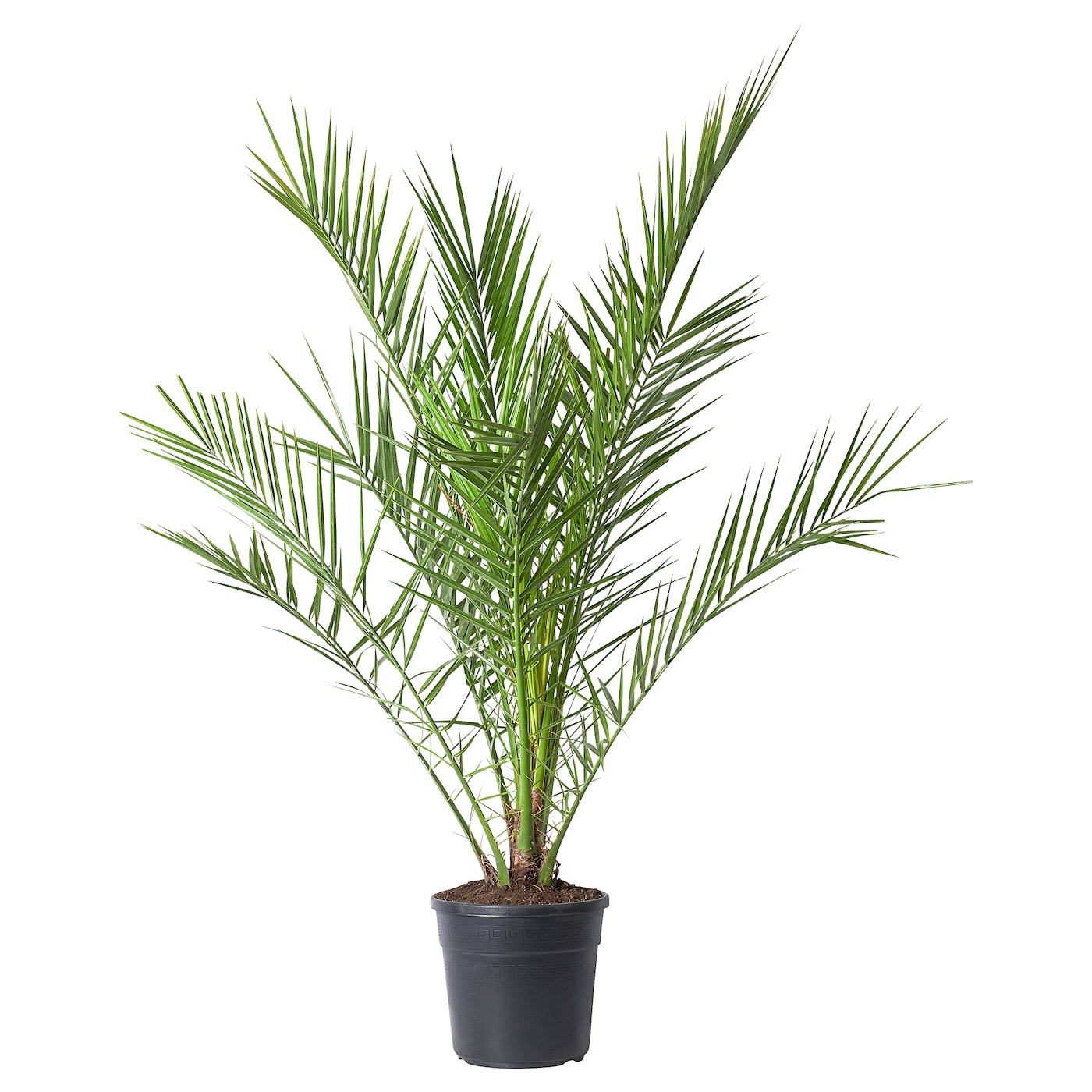 PHOENIX CANARIENSIS 