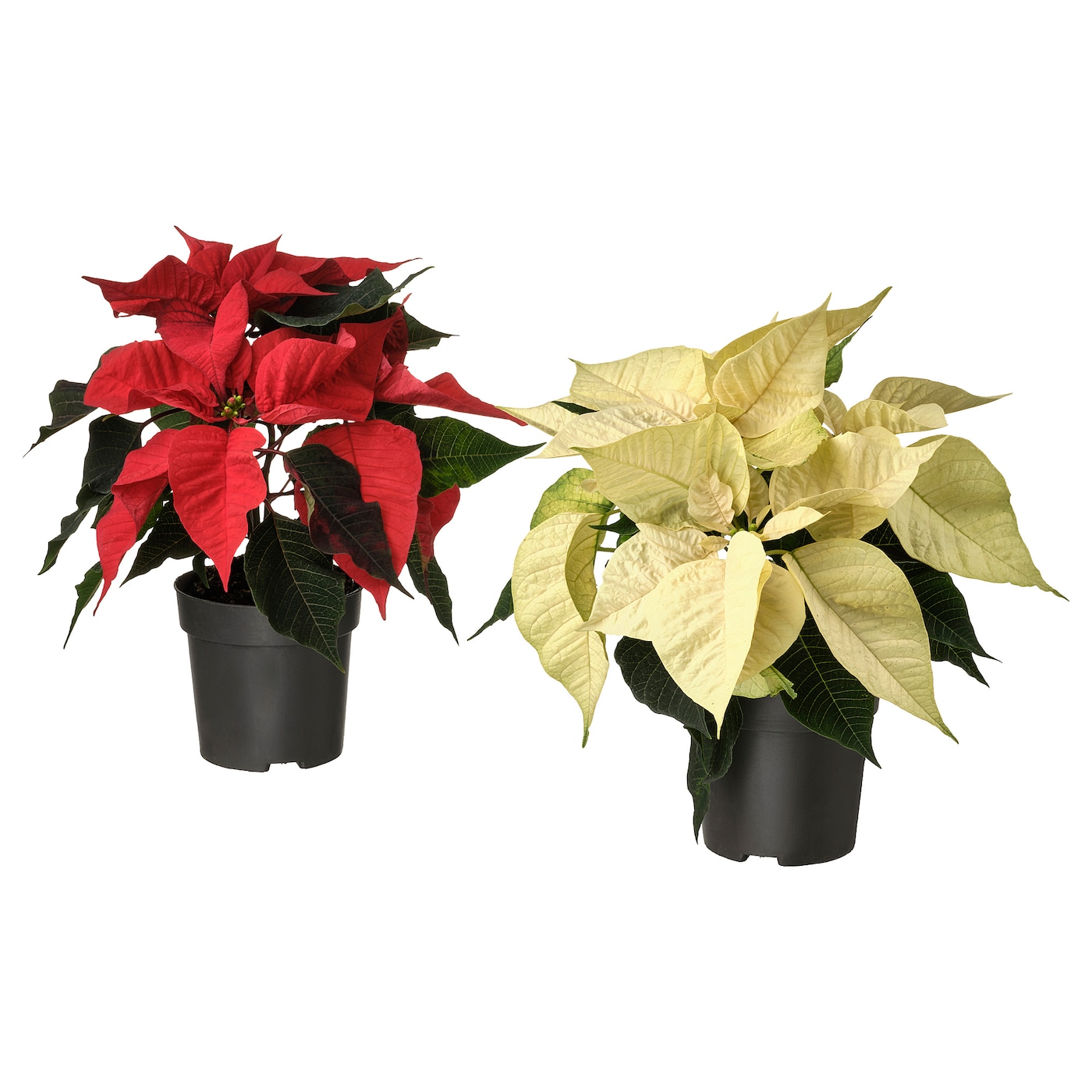 POINSETTIA 