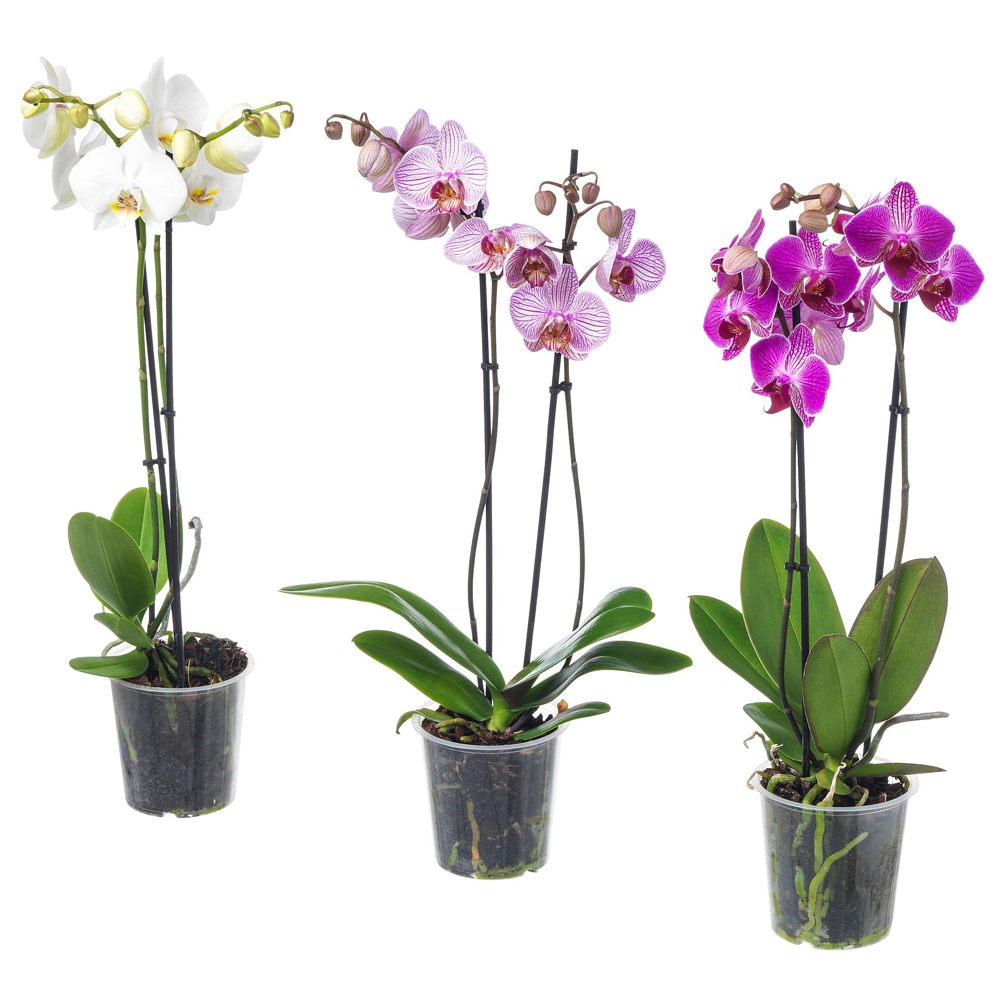 Купить орхидею в горшке авито. Фаленопсис икеа. Орхидея фаленопсис икеа. Растение Горшечное фаленопсис. Фаленопсис микс 2 ствола.
