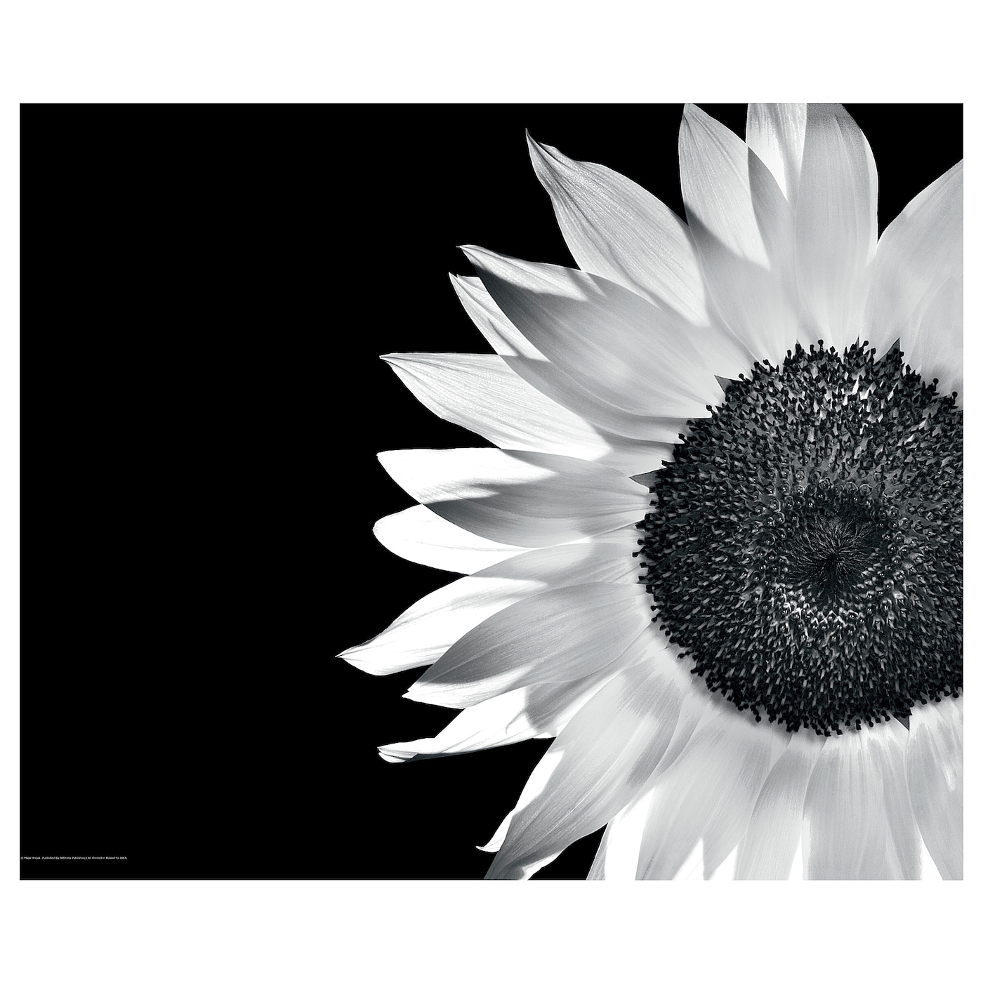 ИКЕА BILD Плакат - Соняшник 40х50 см, 004.359.84