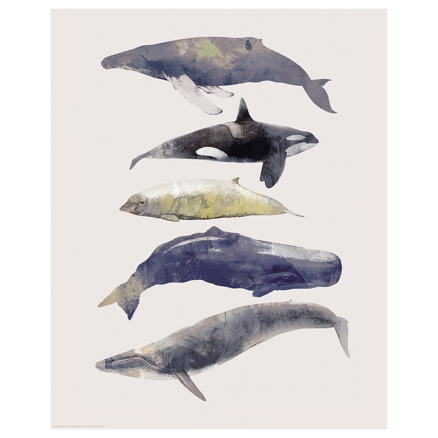 ИКЕА Плакат BILD - Музика китів 40х50 см, 104.360.11