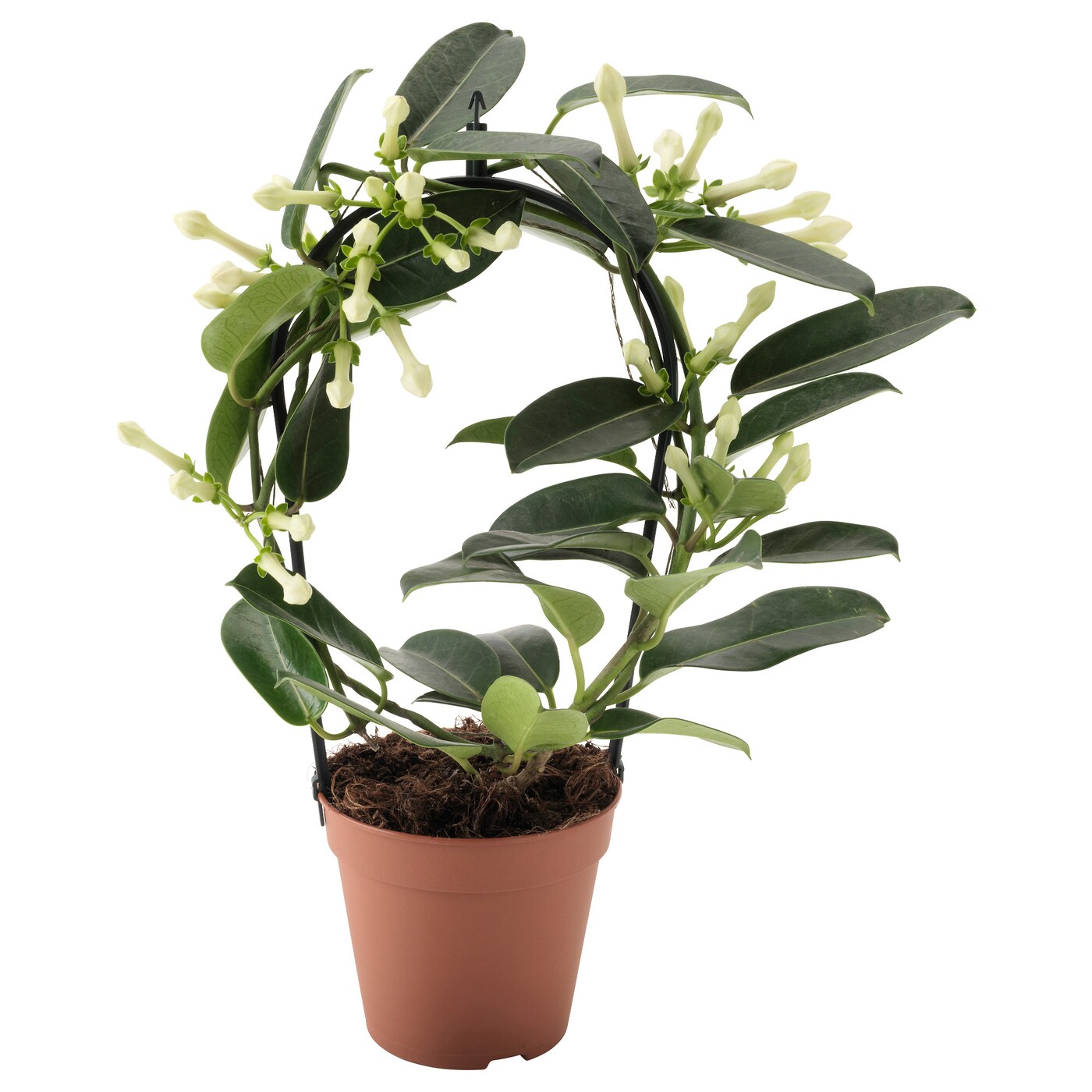 ИКЕА STEPHANOTIS, 404.607.83